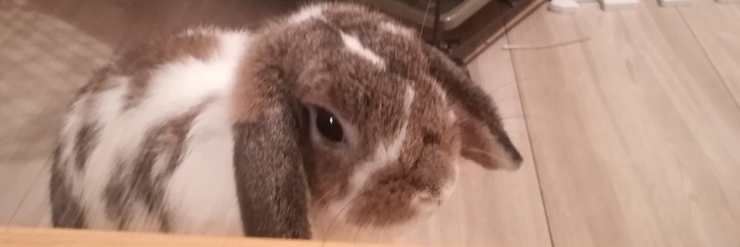 RabbitFifa's profile banner image