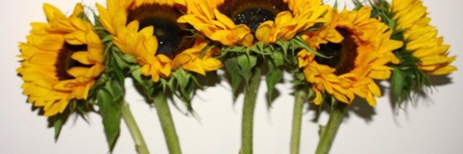 sunflowerM0515's profile banner image