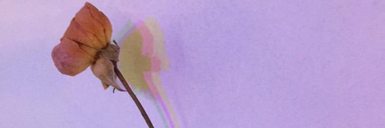pom banner
