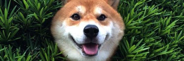 Mr. Strawberry banner