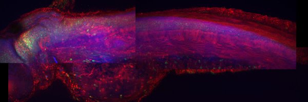 LindseyLabGroup Profile Banner