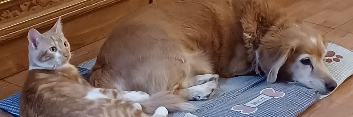 Gorimey's profile banner image