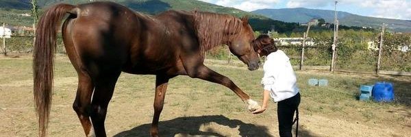 ∴Wanda Pardini banner