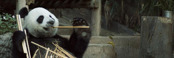 BestofPanda Profile Banner