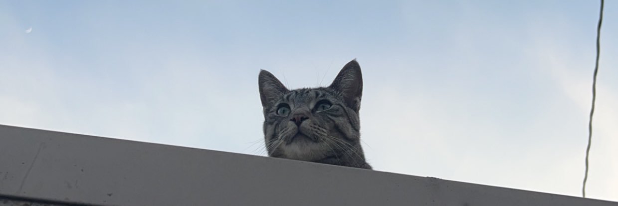 lycheeallo's profile banner image