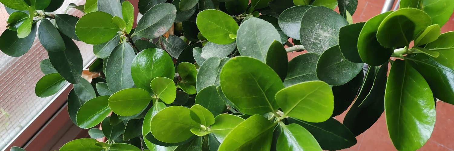 Jesus IV Sampedro banner