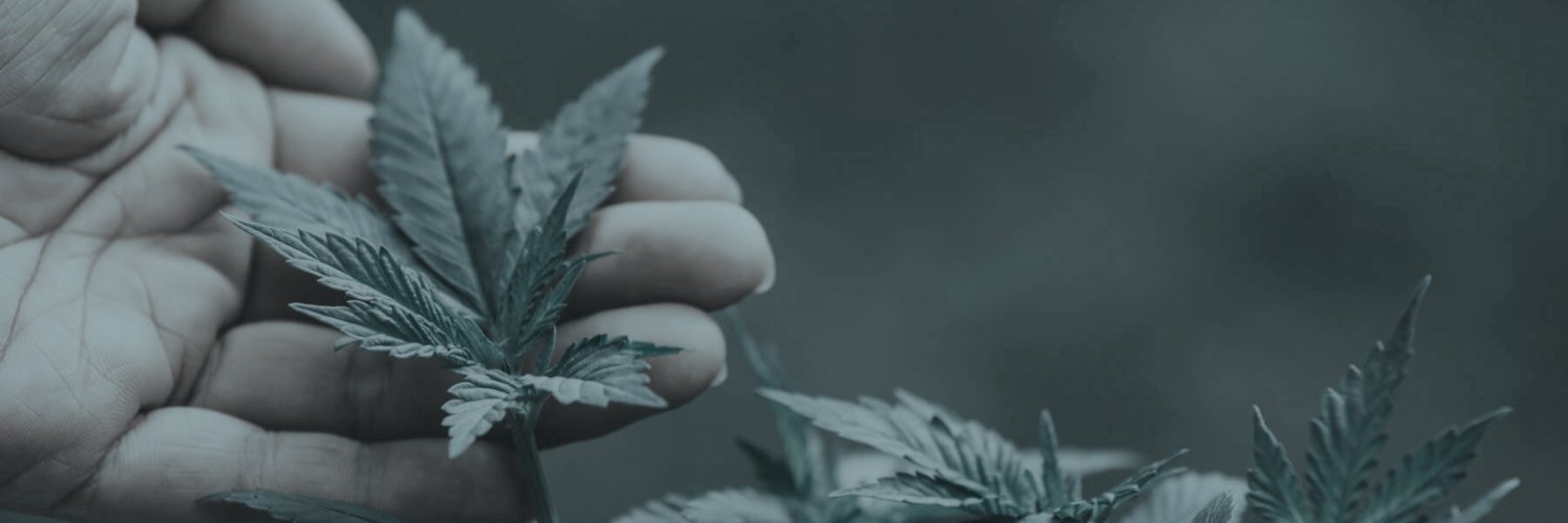 SensitiveCbd's profile banner image