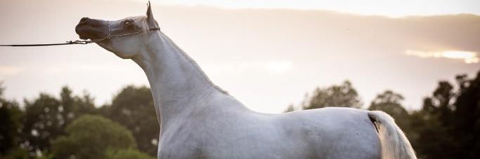 HHHHHHq8H's profile banner image