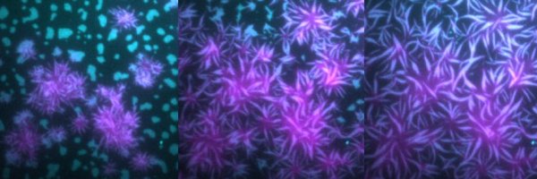 LindsayCase19 Profile Banner