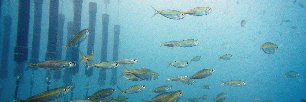 SharkSafe Barrier Pty Ltd banner