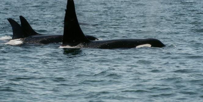 whalewatchingWA's profile banner image