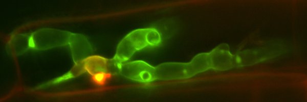 WilsonLab Profile Banner