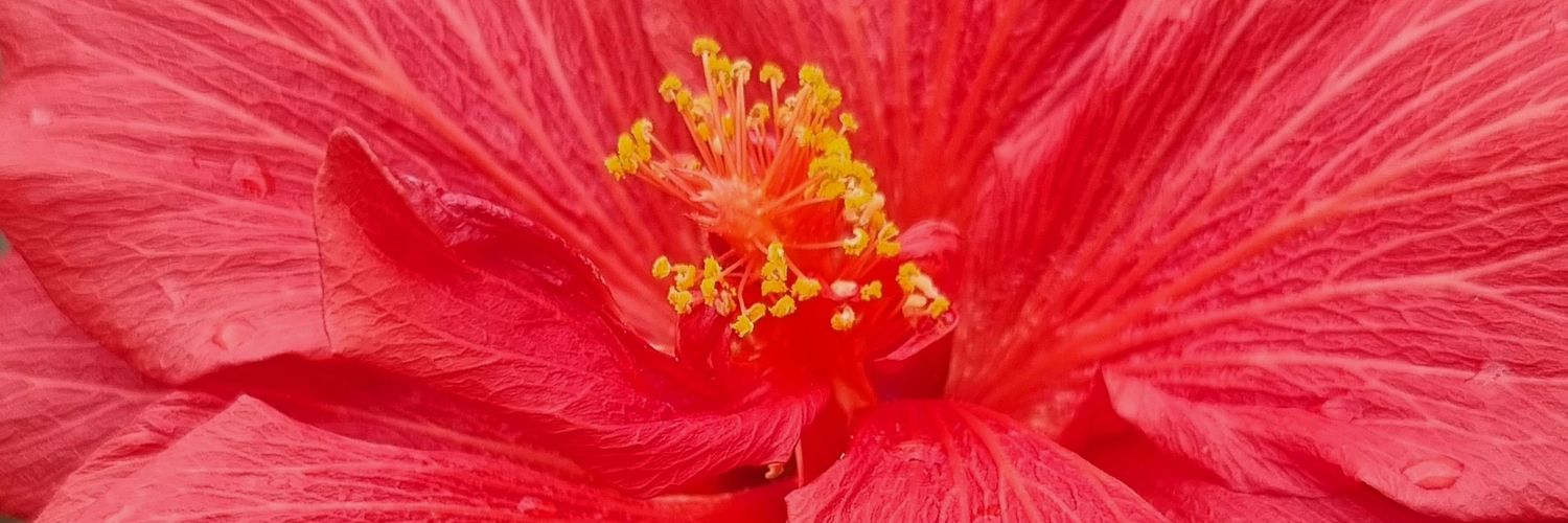 Stephanie Smail banner