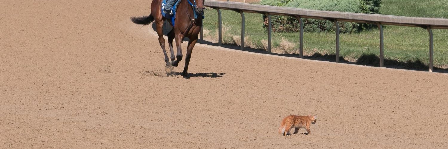 backstretchcats banner