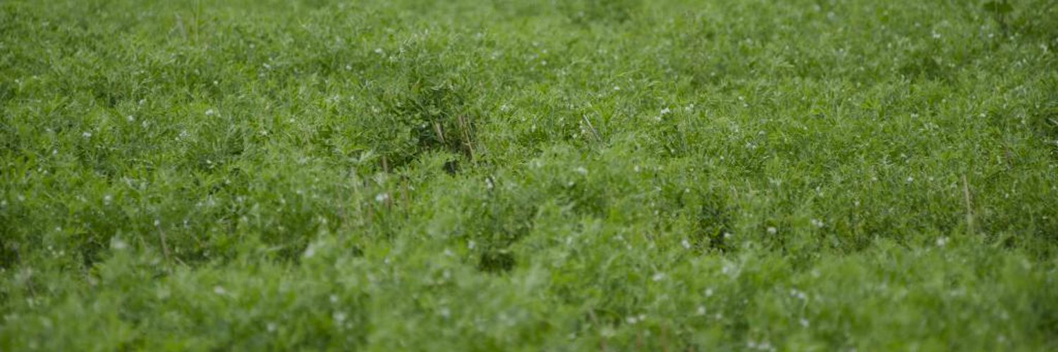 Lentil Enthusiast Profile Banner