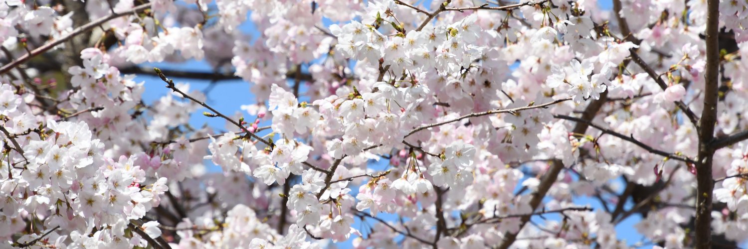 せーぶ banner