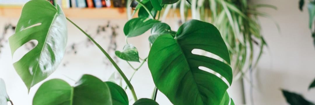 Lillithplantsdc's profile banner image