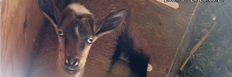 Ryan Nakade (the Goat Guy) banner