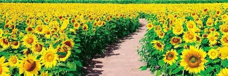 畜生奴隷犬 banner