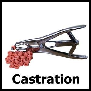 Castracion Slave banner