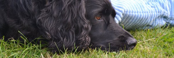 fitzy_jason Profile Banner