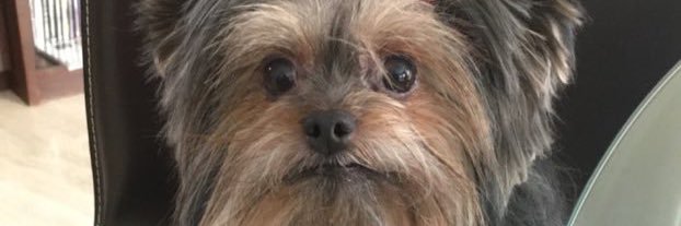 buscarla's profile banner image