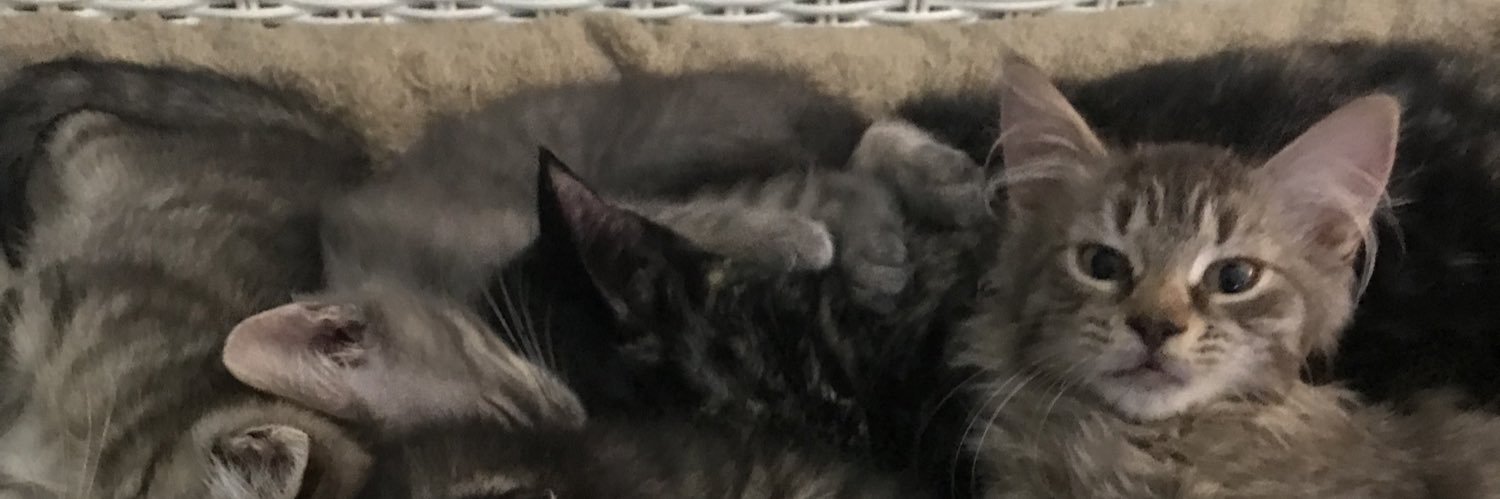 fosterkitten07's profile banner image