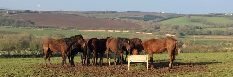 Tim Dennis Racing and Bloodstock banner