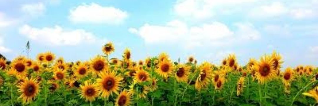 ยินดีที่รู้จักヽ(●´ε｀●)ノ banner