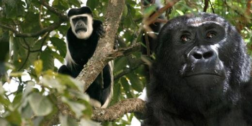 sqlgorilla's profile banner image