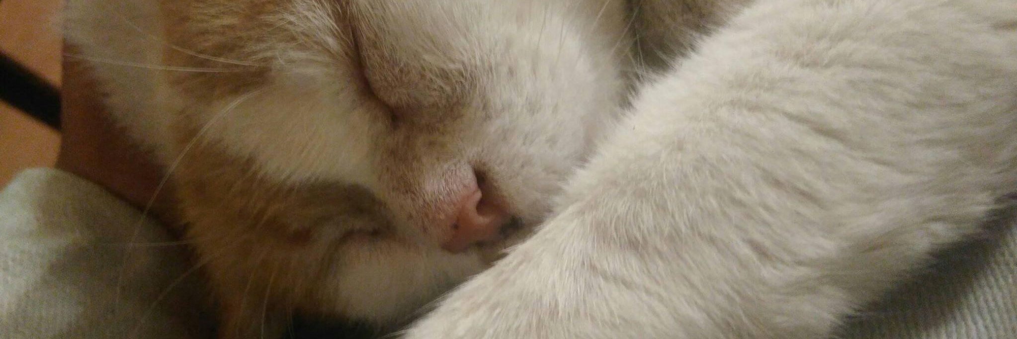 Amadís de Lima 🔥 banner