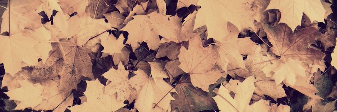 anewdaysue's profile banner image