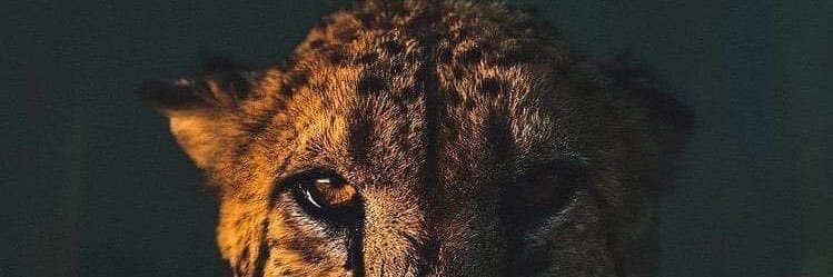 Brandon_Dani12's profile banner image