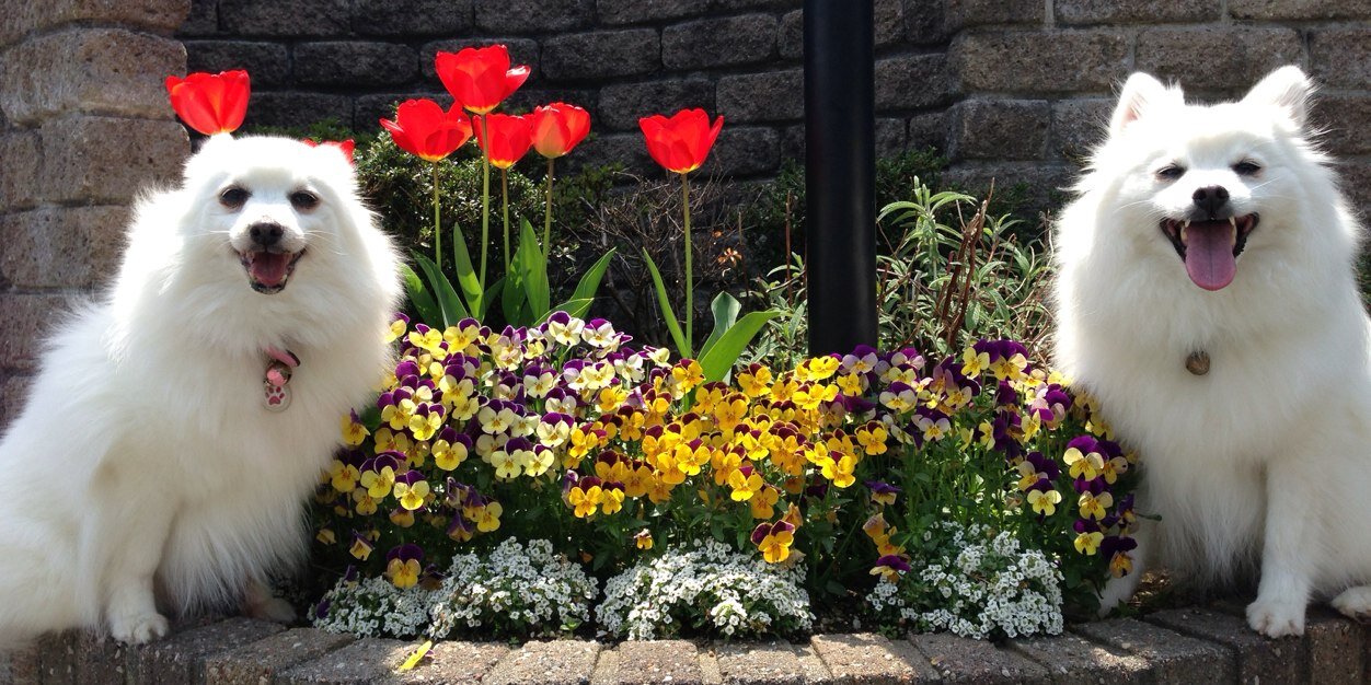glasssunflower's profile banner image
