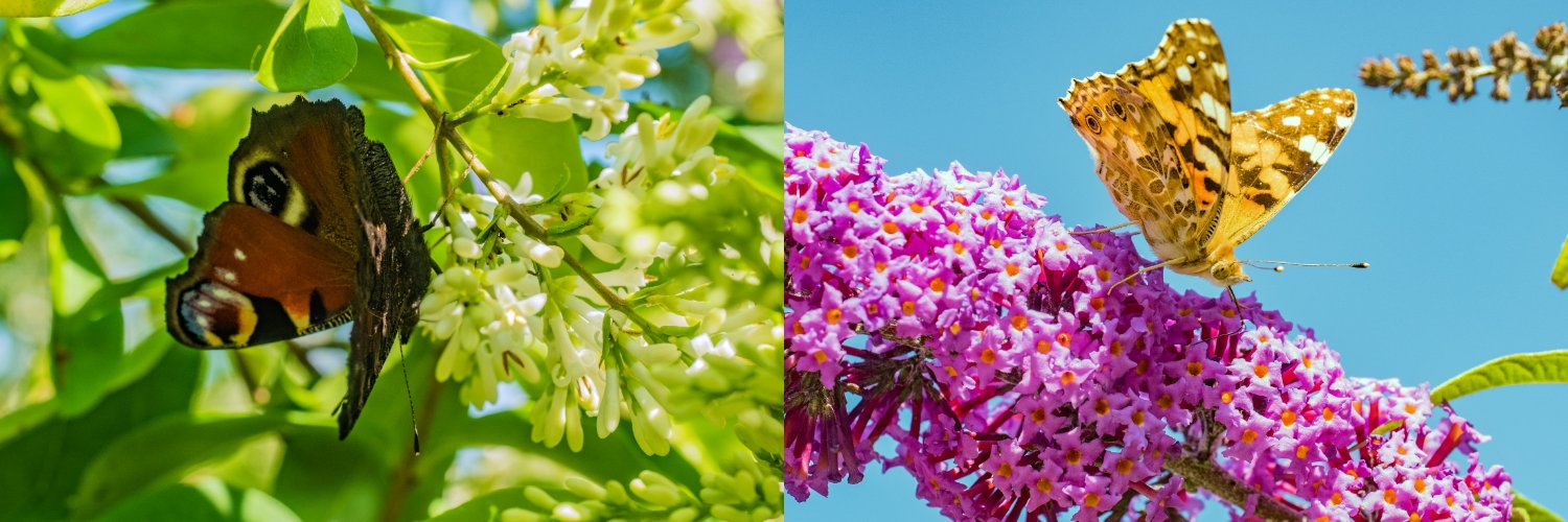 DavesNature's profile banner image