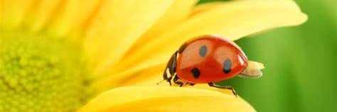 Jennifer Beauford banner