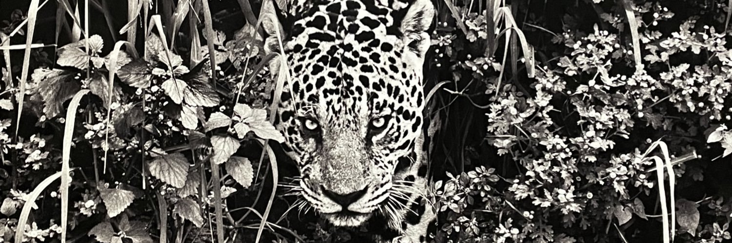 el_amazonico_'s profile banner image
