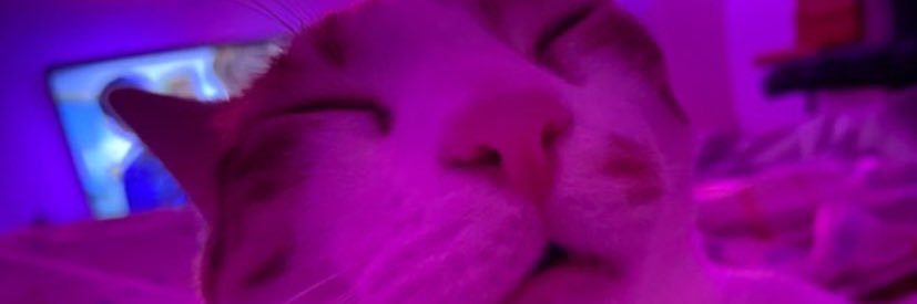 i🌹 banner