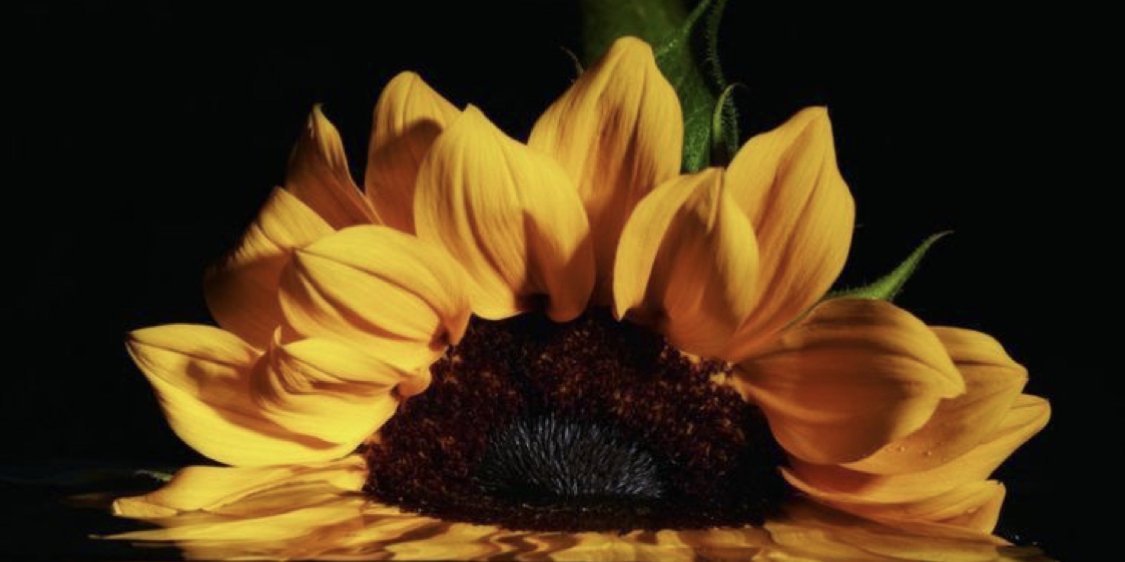 flowerbudd_'s profile banner image