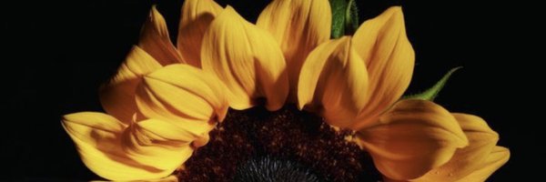 flowerbudd_ Profile Banner