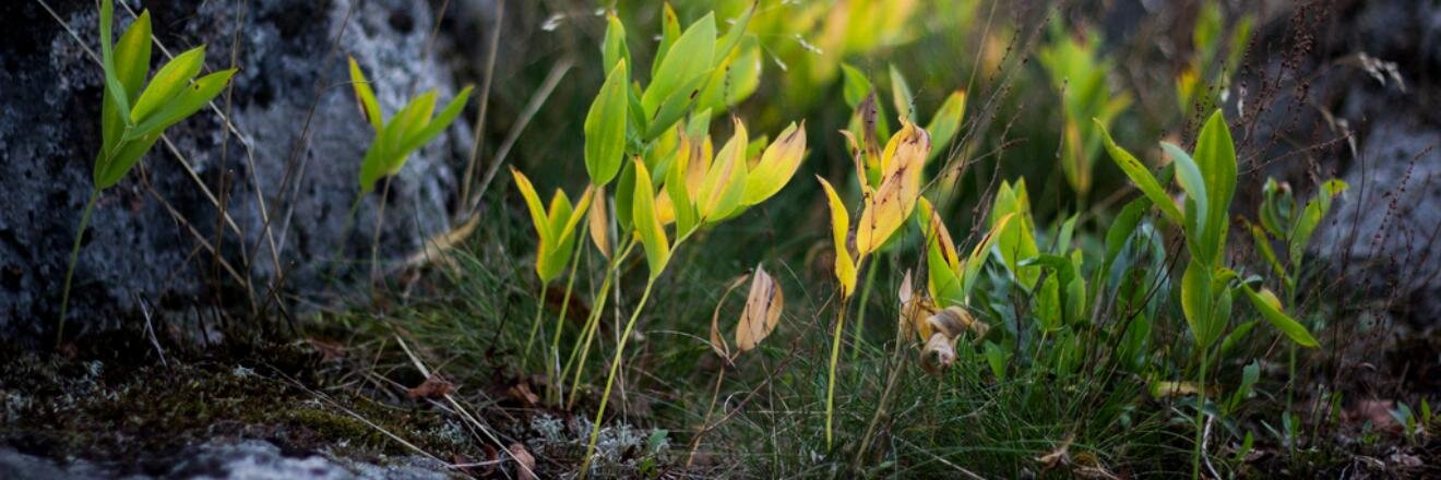 MelioraInf's profile banner image