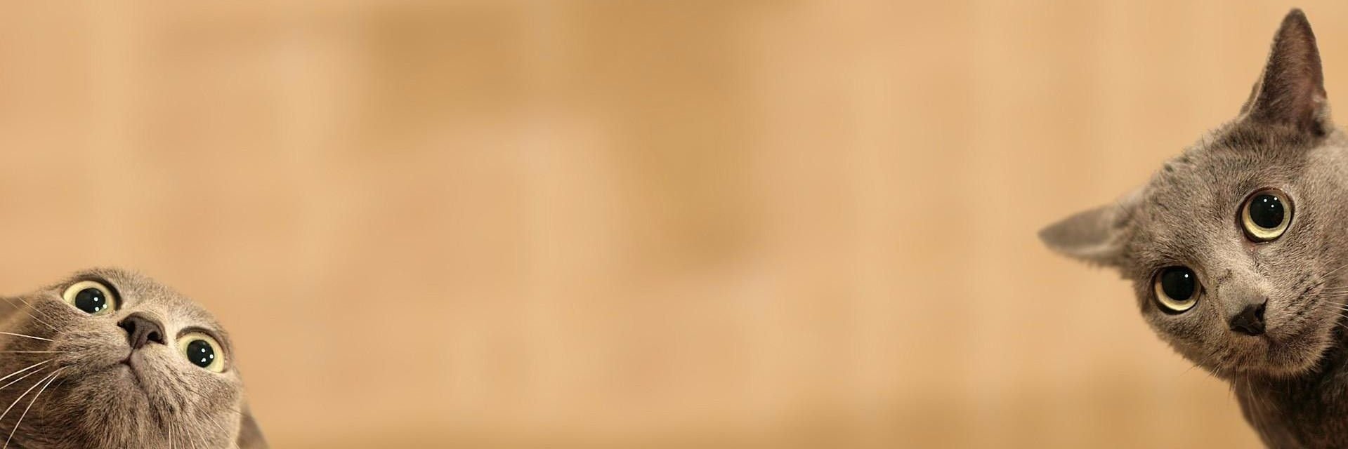 icokid's profile banner image