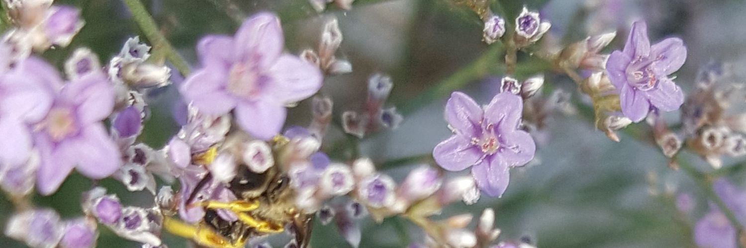 Bee4graceDebra's profile banner image