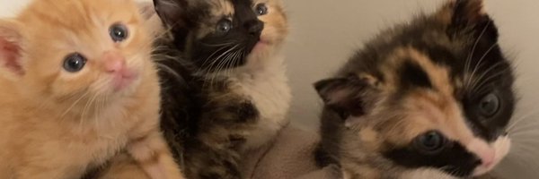 Foster_Fluff Profile Banner