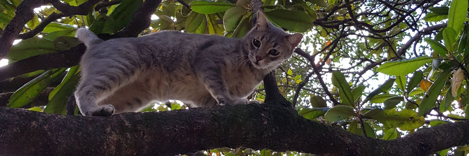 Entre perros y gatos banner