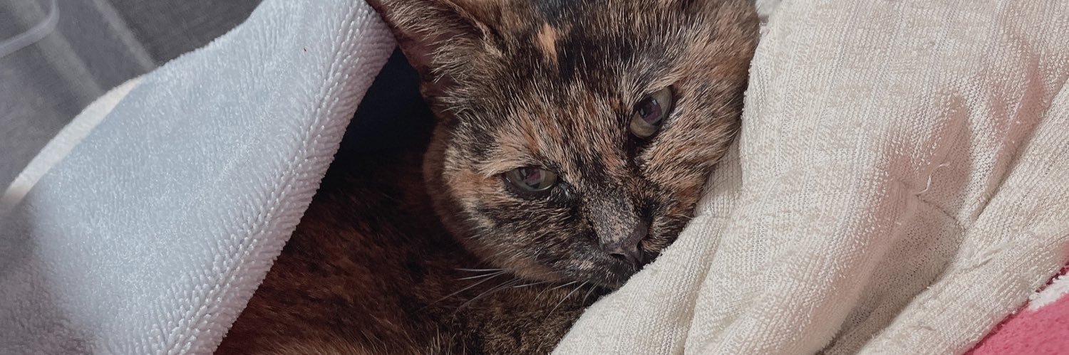 さきてぃん！ banner