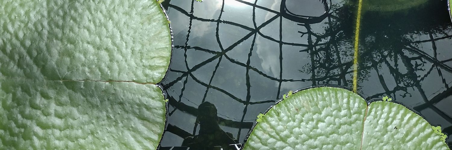 cremonski's profile banner image
