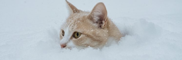 🦔あられ🦔🦔🦔 banner