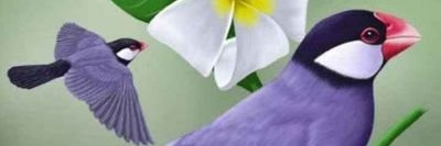 كــريــــمـــه banner