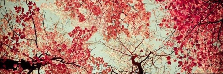 paulinhapiffer's profile banner image